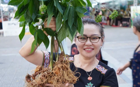 Khám Phá Công Dụng Của Sâm Ngọc Linh: Hơn Cả Một Vị Thuốc Bổ