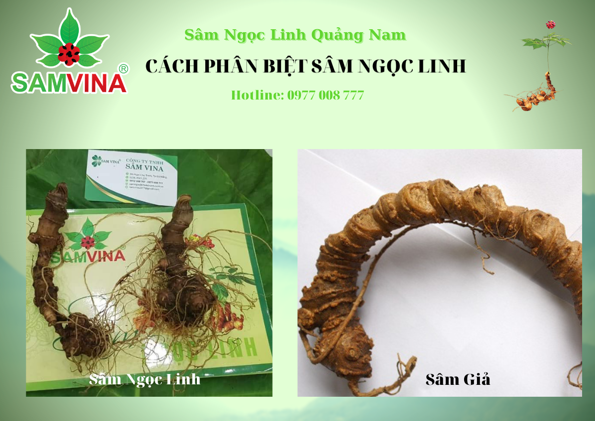 SÂM NGỌC LINH LAI CHÂU VÀ CÔNG DỤNG ĐẶC TRƯNG